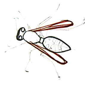 Поэтапное рисование осы