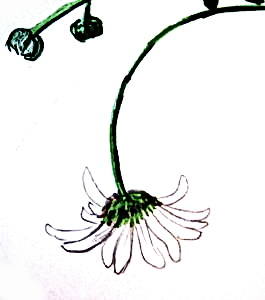 Цветок ромашки рисунок