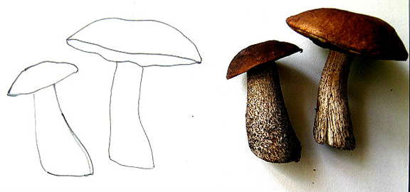 Рисуем грибы с натуры
