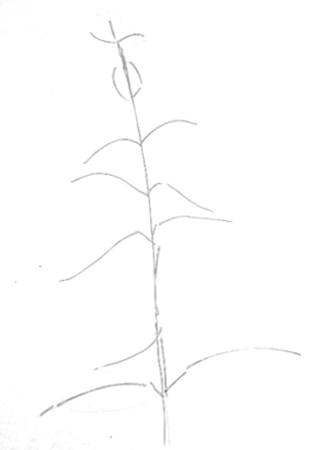 Рисуем крапиву -схема растения