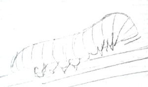 Гусеница -рисунок карандашом