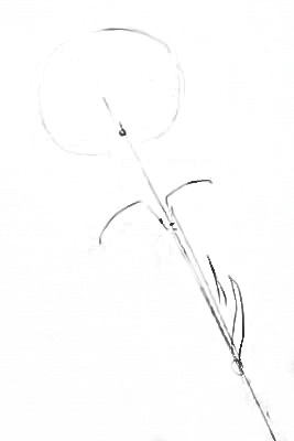 Эскиз карандашом - гвоздика
