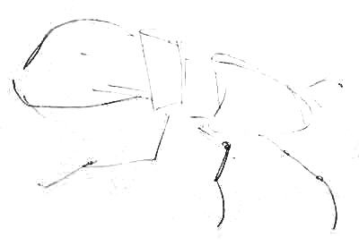 Как нарисовать жука-оленя