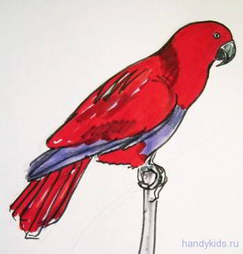 parrot 016