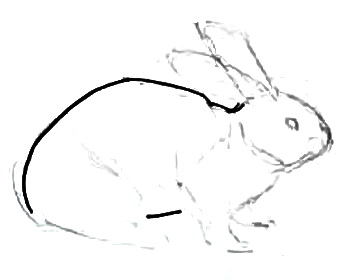 Рисуем кролика поэтапно.