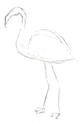 Фламинго -набросок карандашом