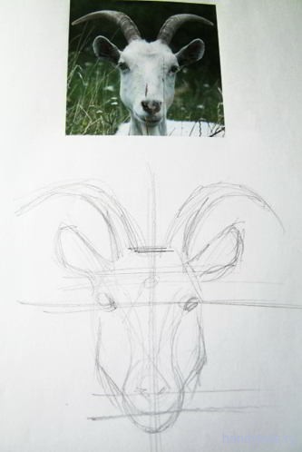 Как нарисовать морду козы поэтапно