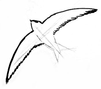 Рисуем летящего стрижа