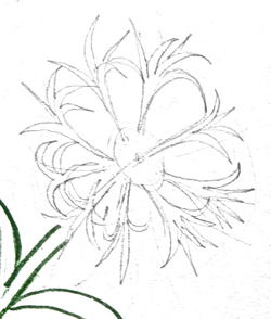 Рисуем цветок василёк