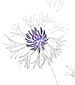 Рисуем цветок василька