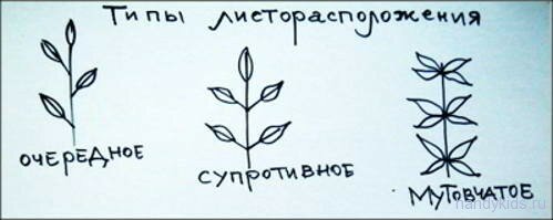 Схемы листорасположения