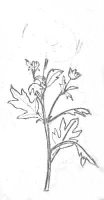 Рисуем цветок хризантемы