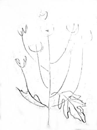 Рисуем хризантемы