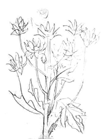 Хризантемы -рисунок карандашом