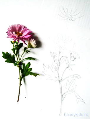 Рисуем хризантему с натуры