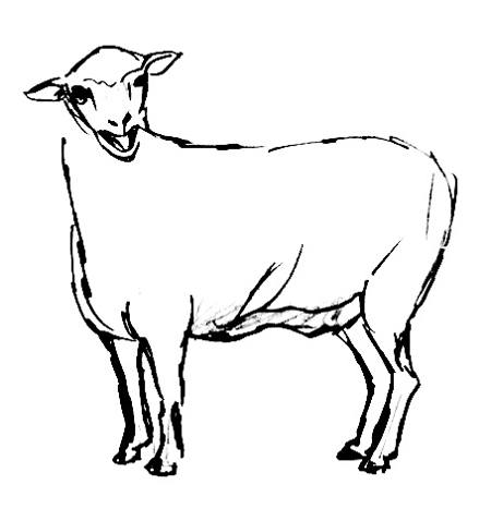 Рисунок овца