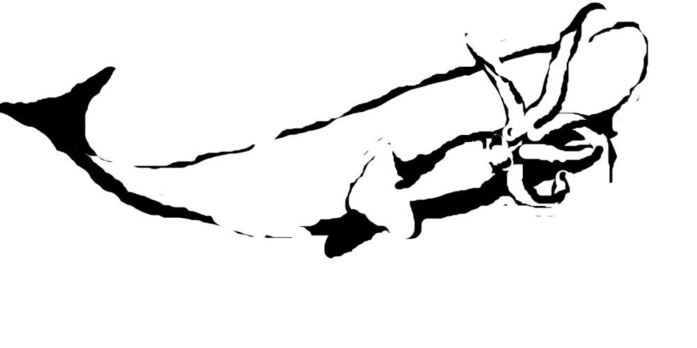 Рисунок кашалот и кальмар