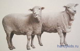 Картинка овцы