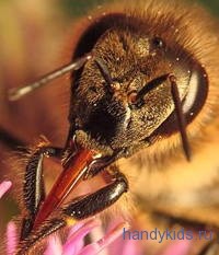 Голова пчелы