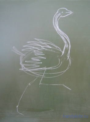 Рисуем страуса поэтапно