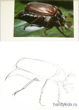 Как нарисовать майского жука