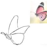 Как нарисовать летящую бабочку