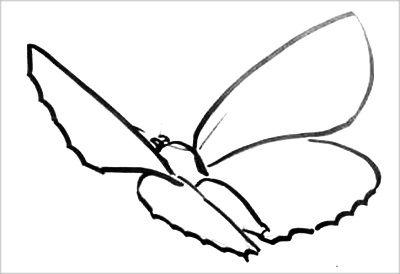 Раскраска летящая бабочка