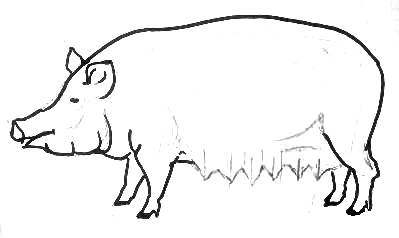Урок рисования свиньи
