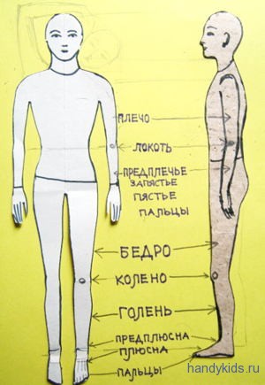 Строение тела человека