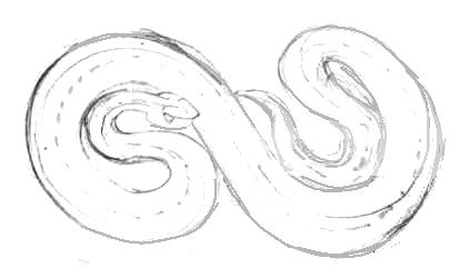 Как нарисовать змею гадюку