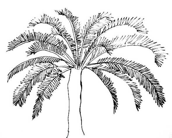 Рисунок-раскраска Пальма