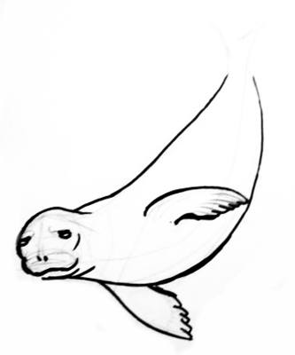 Рисуем тюленя поэтапно