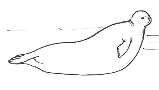 Рисунок Тюлень
