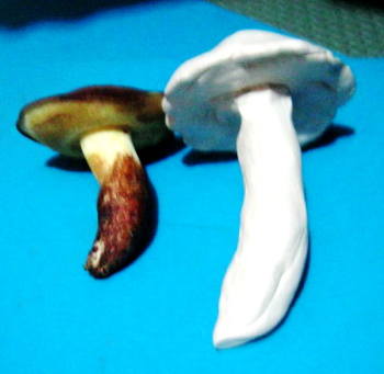 Лепим грибы