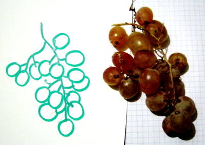 Рисунок виноград