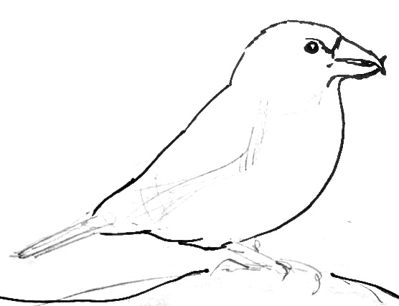 Урок рисования птицы клеста