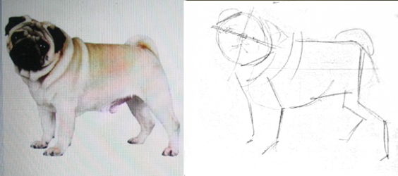 Как нарисовать мопса