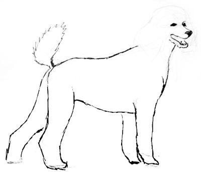 Рисуем собаку  пуделя поэтапно