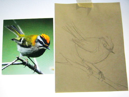 Как нарисовать птичку Королька