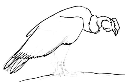 Урок рисования кондора